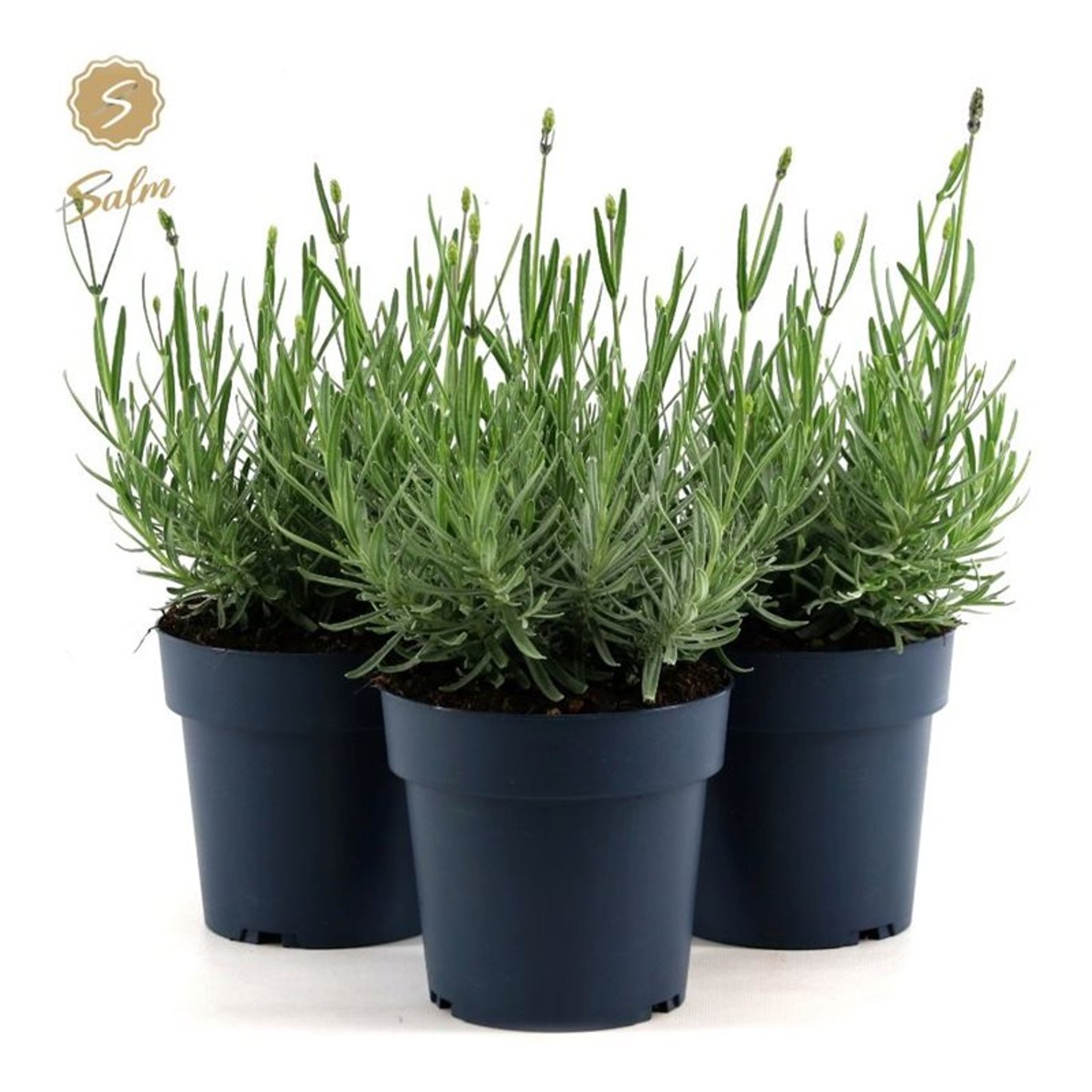 Lavandula ang. 'Felice' - C1,5